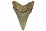 Serrated Angustidens Tooth - Megalodon Ancestor #321705-1